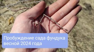 Пробуждение сада фундука весной 2024 года