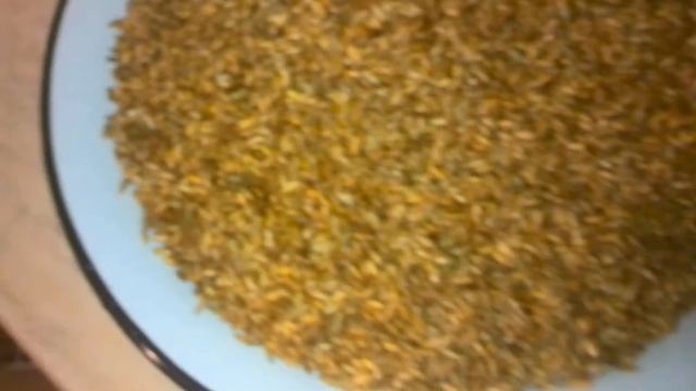 Проращивание ржи 002 смотреть онлайн