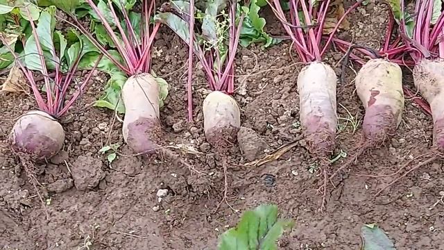 511.УБИРАЮ СВЕКЛУ= ДЛЯ ЗАГОТОВОК НА ЗИМУ смотреть онлайн