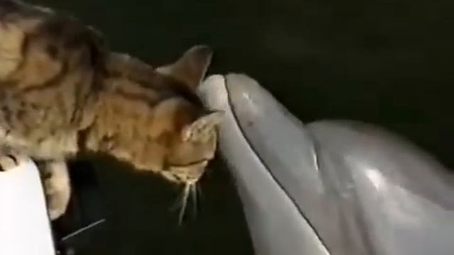 Даже кошки чувствуют любовь дельфинов ко всему живому