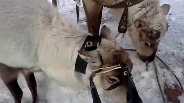 День оленевода 2014 смотреть онлайн