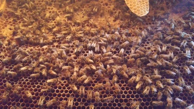 Съемка пчел изнутри улья. ЧТО ОНИ ТАМ ДЕЛАЮТ? смотреть онлайн