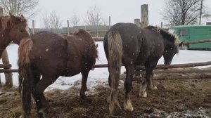 Выпустили жеребца в табун для случки кобыл