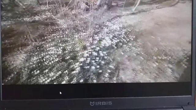 Усеян ветреницами лесок смотреть онлайн