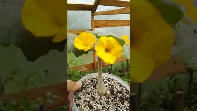 Цветение Ункарина Бутылочное дерево. Букетное цветение смотреть онлайн