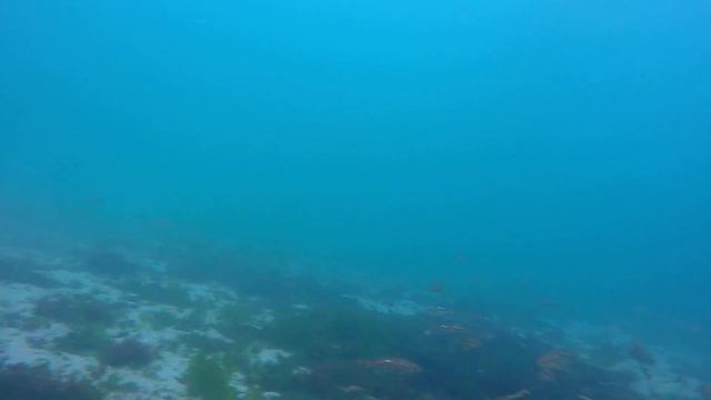 Cabrillas, Cabillitas y Cabrillones смотреть онлайн