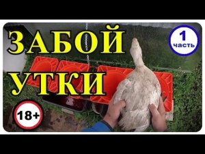 КАК ЗАБИТЬ УТКУ, СНЯТИЕ ПЕРА, ОБЖИГ УТКИ.  МУЛАРД - 1 часть.