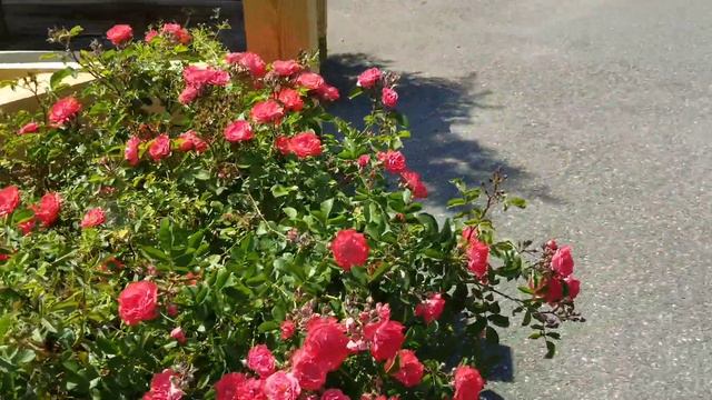 ROSA 'CORAL DRIFT' GROUNDCOVER ROSE смотреть онлайн