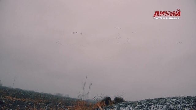 Припятское Полесье. Гусь. Охота в Беларуси. смотреть онлайн
