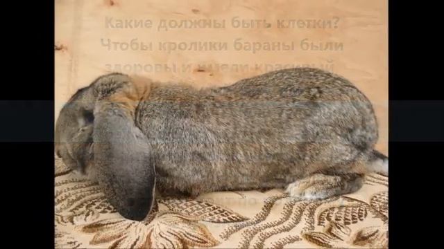 Особенности кроликов породы баран!