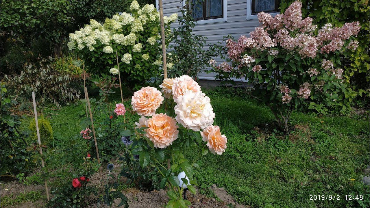 Дачный влог.Обрабатываю розы под укрытие.Подстригаю гортензии .Убираю Нимфею на зиму. смотреть онлайн