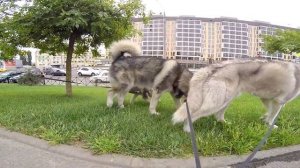 ЩЕНОК ПЕРВЫЙ РАЗ НА ПРОГУЛКЕ С ХАСКИ И МАЛАМУТОМ