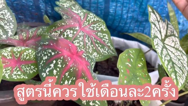 เจอแล้ว!!!สูตรง่ายเพียงปลายช้อนเร่งการเจริญเติบโตแข็งแรงทันที смотреть онлайн