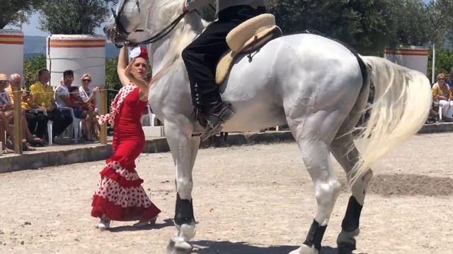 ESPECTACULO CABALLOS ESPAÑOLES смотреть онлайн
