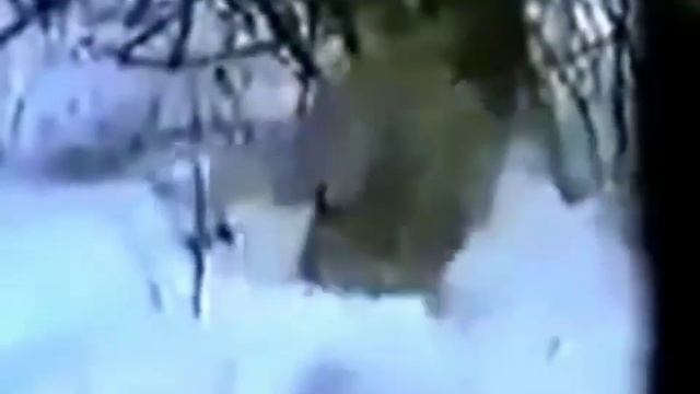 Рысь vs заяц | Погоня смотреть онлайн