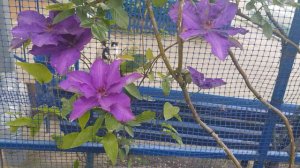 Зацвел клематис  ПРЕЗИДЕНТ самые первые цветочки - радость для меня, красавчик 18.05.22 год