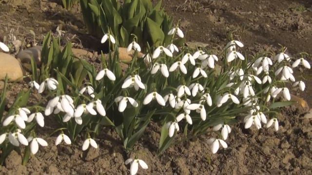 К 8 Марта расцвели смотреть онлайн