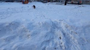 Жесты  в дрессировке  собак. Специально  для тех кто соскучился по Акбару)))