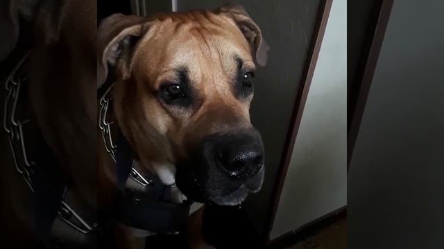 Майорский мастиф ) смотреть онлайн