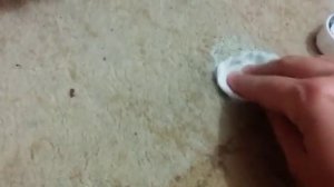 "Зеленка" на ковре. Чем отмыть зеленку. Net Universe