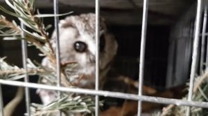 Звуки из ада и ночное пение мохноногого сыча Чучундрия