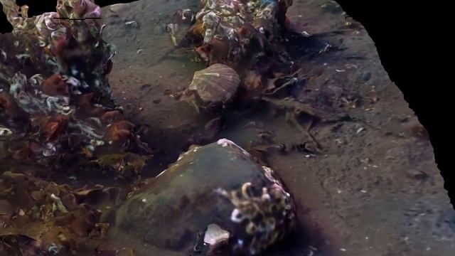 Serpulid reef photogrammetry смотреть онлайн