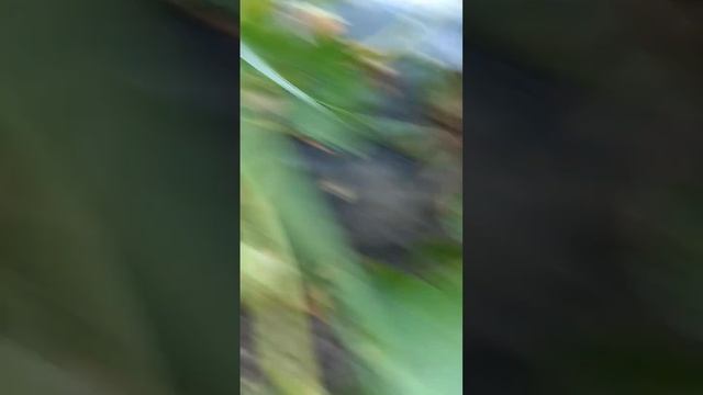 Клубника Сандра. Первые ягоды. Открытый грунт. #ягодаставрополья #рассадаклубники #сандра смотреть онлайн