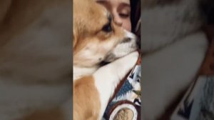 Подарите мне собаку-барабаку