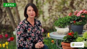 КОНТЕЙНЕРНОЕ ОЗЕЛЕНЕНИЕ//какие растения посадить в горшки и вазоны