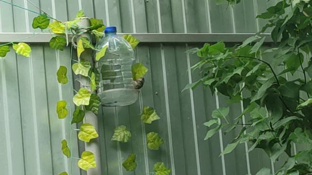 воробей кушает смотреть онлайн