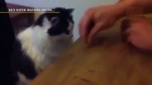 Без кота и жизнь не та!  Приколы 2020