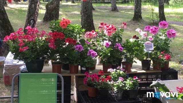 Районная выставка цветов и плодов в парке им.Тищенко. 2019 смотреть онлайн