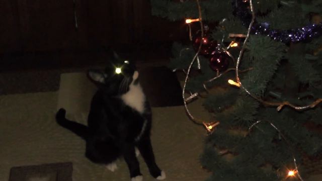 У КОШКИ ТОЖЕ ЕЛКА, НЕ НАМ ОДНИМ ПЛЯСАТЬ смотреть онлайн