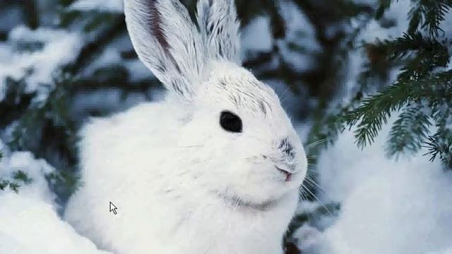 Заяц-беляк смотреть онлайн