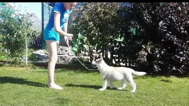 Щенок маламута смотреть онлайн