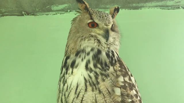 Какие совы ,такое и «Угу»??? смотреть онлайн