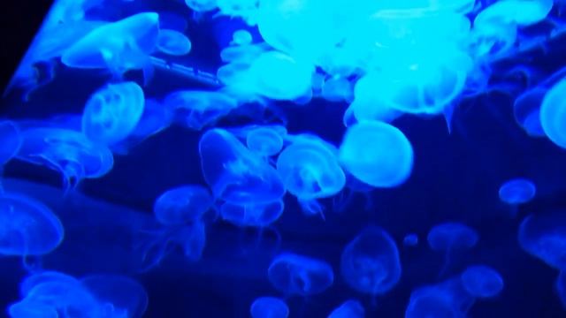 AMBIANCE MEDITATION SERIES - 12 minutes to relax the Mind & Body - Wonderful World Under The Sea. смотреть онлайн