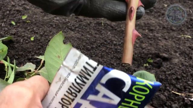 1 ч.л и Розы Вмиг Укоренятся! Секреты черенкования роз. Показываю наглядно. смотреть онлайн