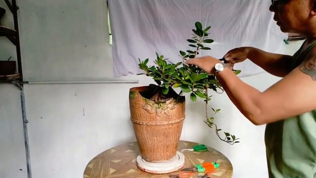 PART 3 BONSAI UPDATE FICUS NANA /FICUS MICROCARPA / FICUS GREEN ISLAND смотреть онлайн