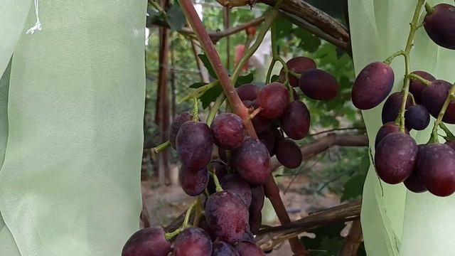 Виноград Заря Несвятая. 2020 смотреть онлайн