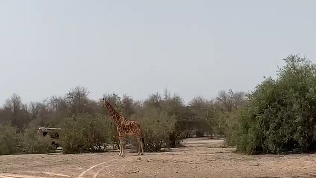 Дубай. Сафари парк смотреть онлайн
