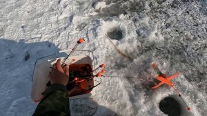 Ловля форели на натуральные насадки и наживки. Кто победит? Креветка, малек, икра или зофобас?