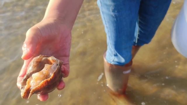 At low tide, lobsters line the beach. Pearls in blue shellfish. смотреть онлайн