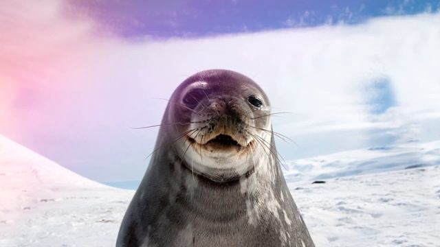 Звук морского котика, какой звук издает морской котик, seal sound смотреть онлайн