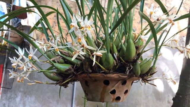 Thanh đạm lá cỏ смотреть онлайн