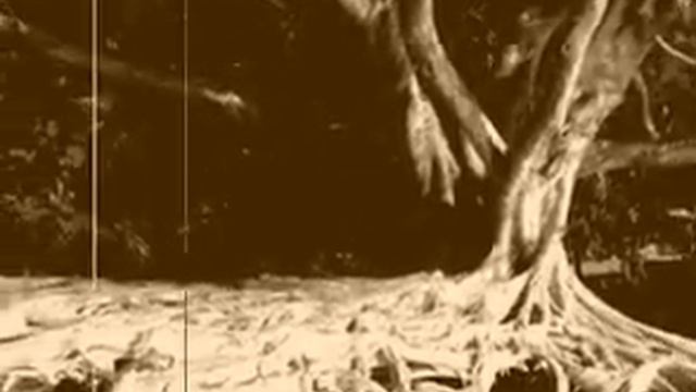 Tom Waits cover of Fish & Bird смотреть онлайн