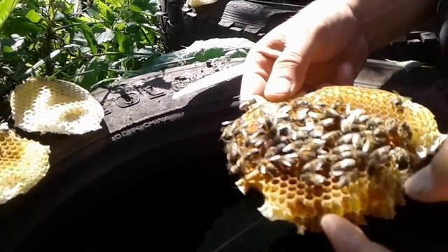 Пчелы в покрышке...необычный нуклеус))) или что это было? смотреть онлайн