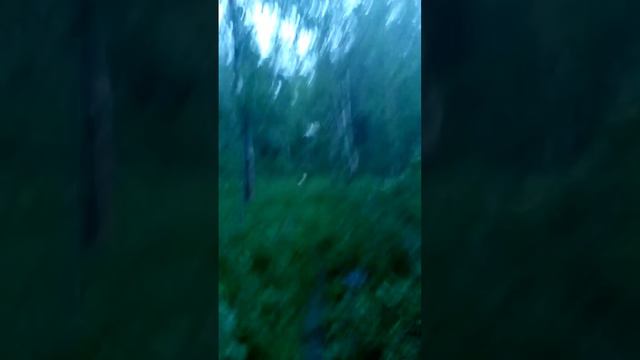 животный мир 3 смотреть онлайн