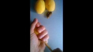 Удаляем косточки из абрикосов, не разрезая плоды