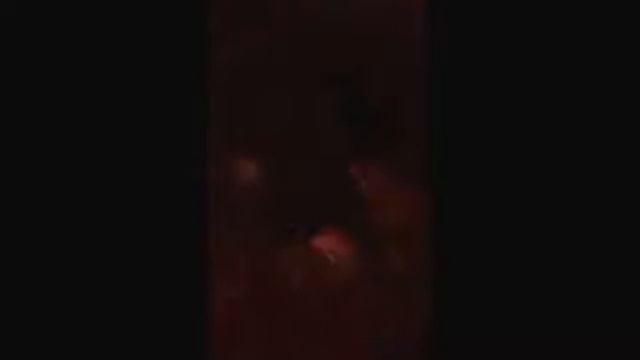 Пьяный мужик словил белку !!! жесть. смотреть онлайн